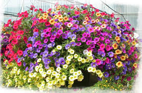 Million Bells fleur annuelle d'été pleins de couleurs de fleurs différentes